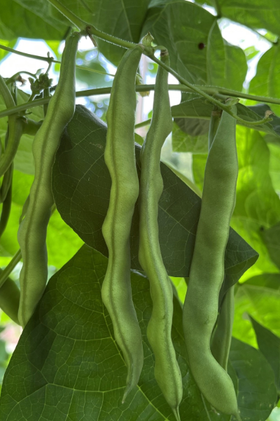Beans hanging on a vine.